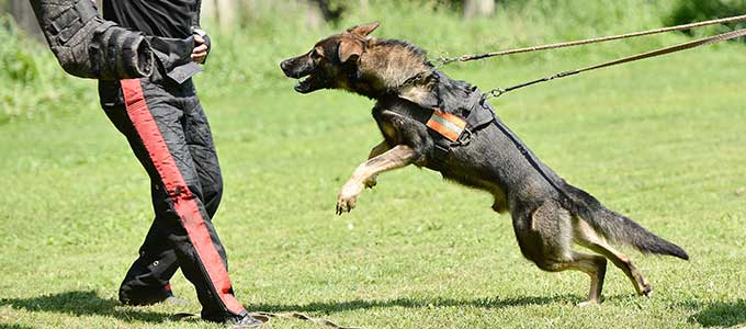 polizeihund-training