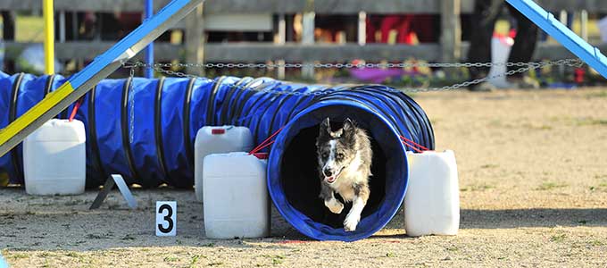 agility-training