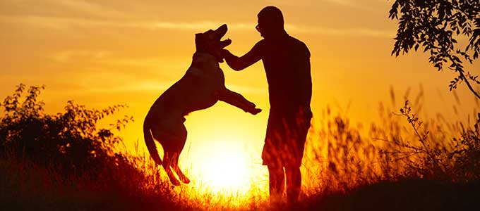 obedience-hund-mensch